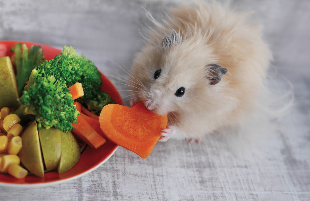 Getting a hamster 10 which veggies and fruit an i give to my hamster